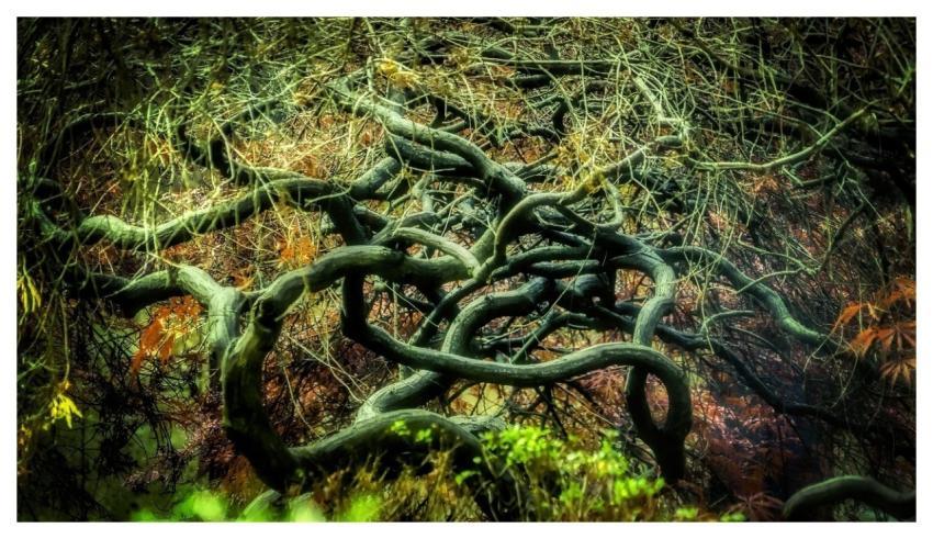 Branches Leaves Forest Structure