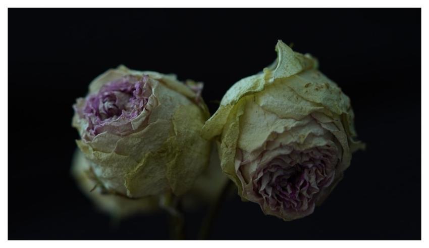 Roses Floral Background Free Background 4K Wallpap