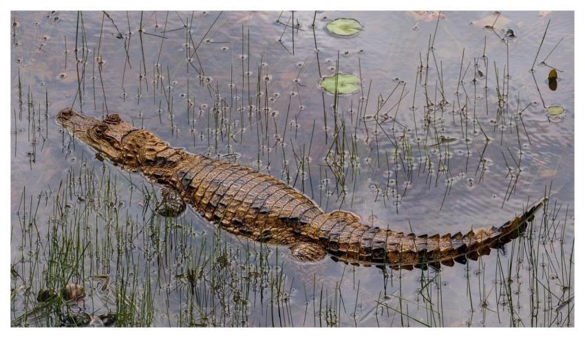 Cayman Reptile Crocodile Wildlife
