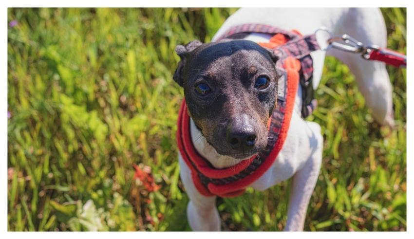 Dog Running Beautiful Field