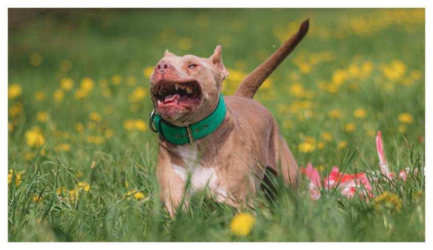 Dog Running Beautiful Field