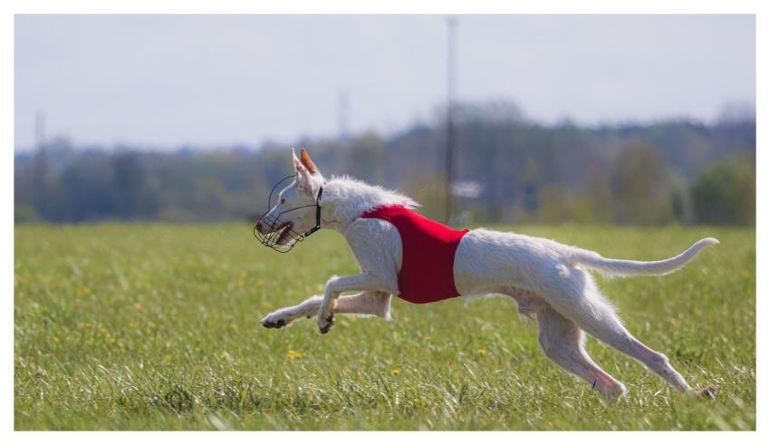 Dog Running Beautiful Field