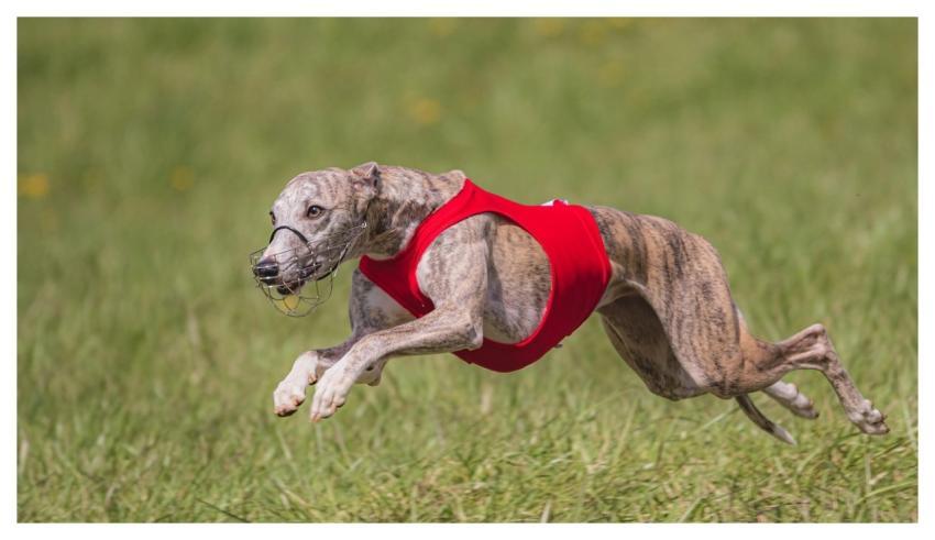 Dog Running Beautiful Field