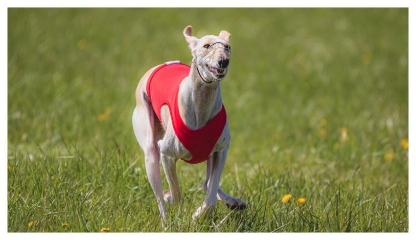 Dog Running Beautiful Field