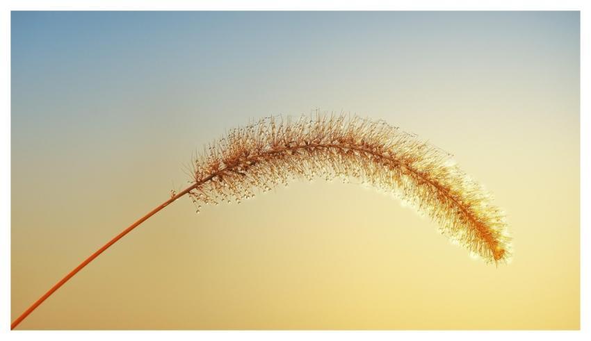 Grass Nature Wallpaper Laptop Wallpaper Desktop Ba