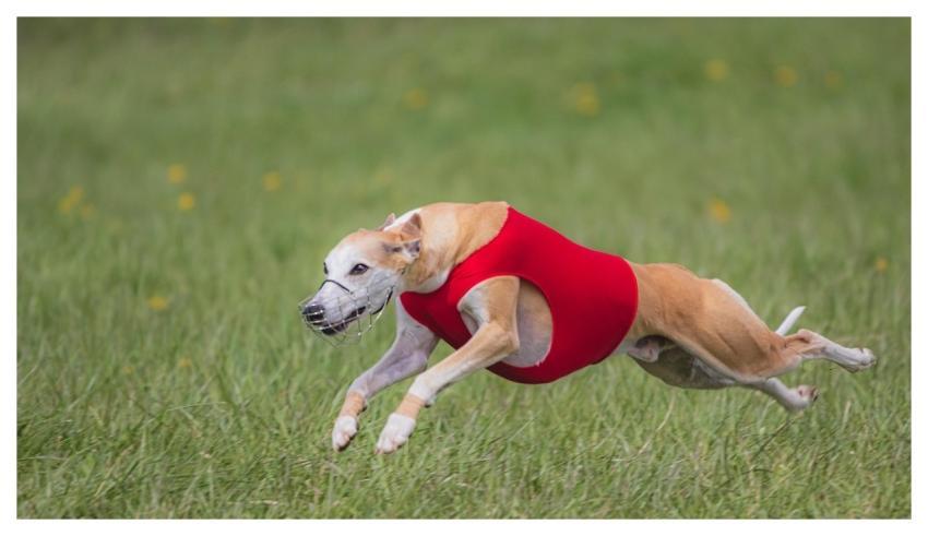 Dog Running Beautiful Field