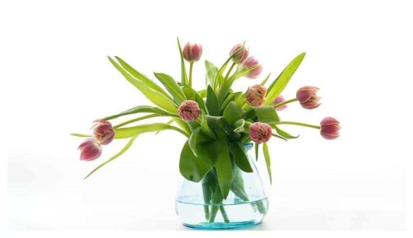 Flowers Free Wallpaper 4K Wallpaper Tulips