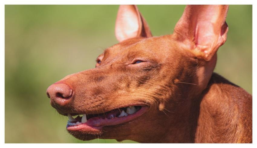 Dog Running Beautiful Field