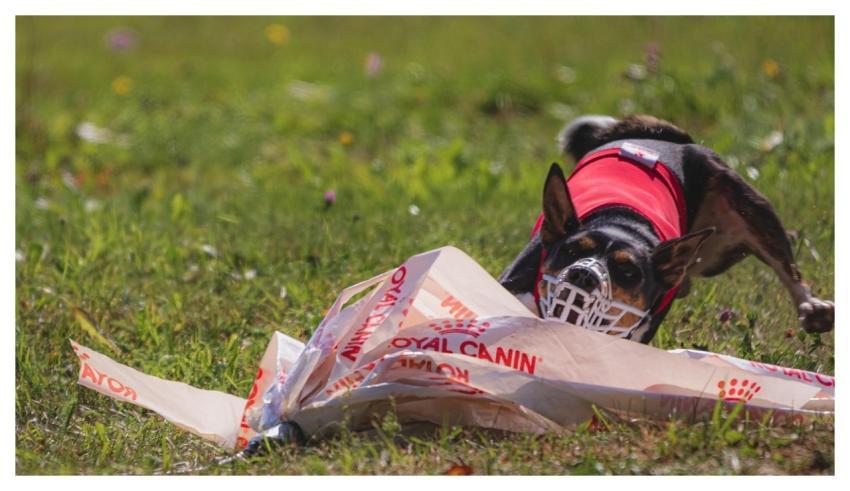 Dog Running Beautiful Field