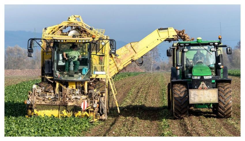 Turnip Vegetables Harvest Agriculture