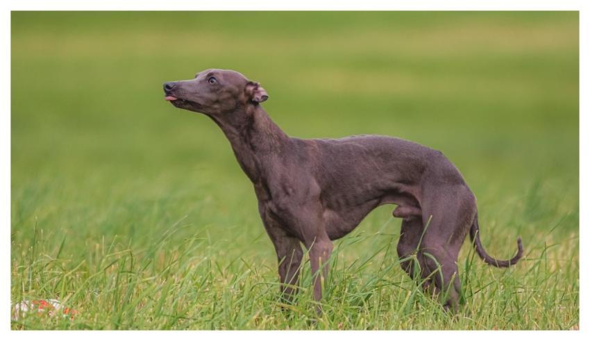 Dog Running Beautiful Field
