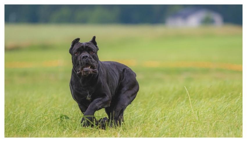 Dog Running Beautiful Field