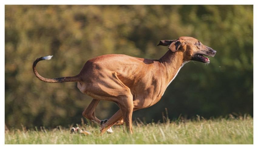 Dog Running Beautiful Field