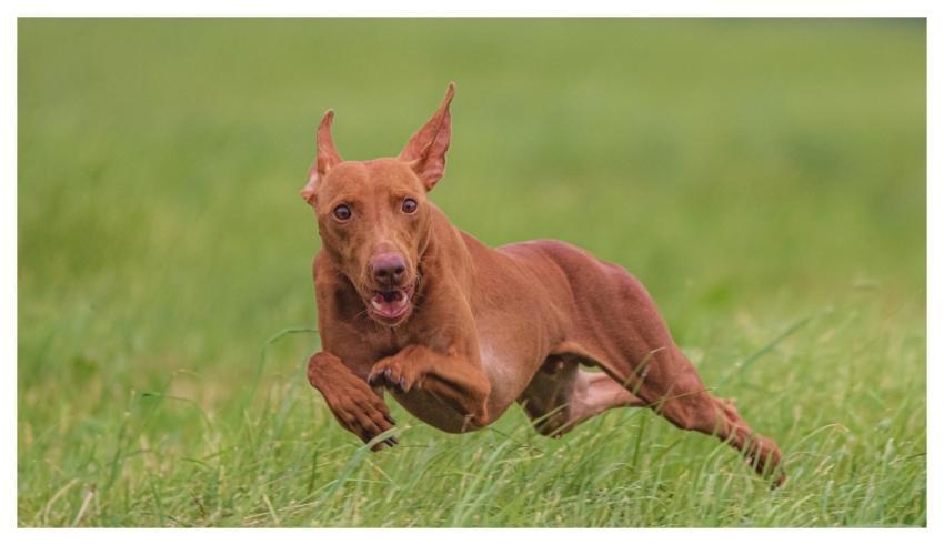 Dog Pet Running Beautiful
