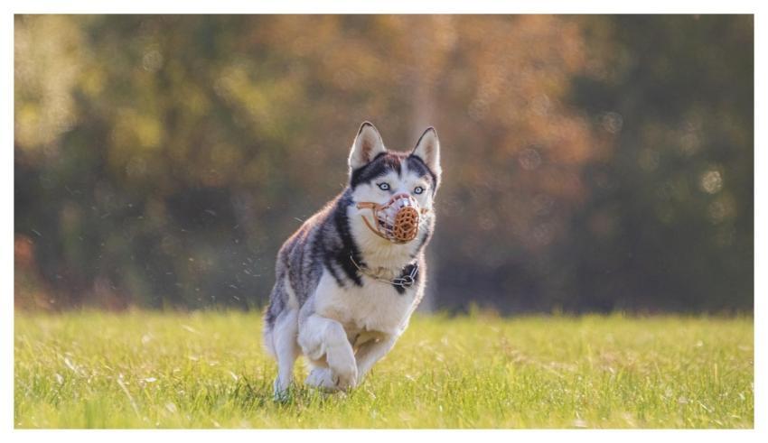 Dog Running Beautiful Field