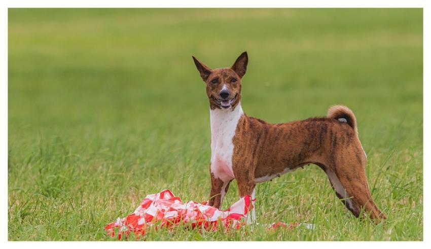 Dog Running Beautiful Field
