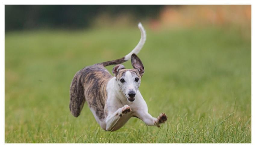 Dog Running Beautiful Field