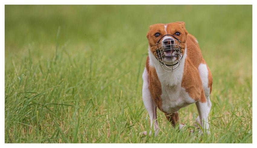 Dog Running Beautiful Field