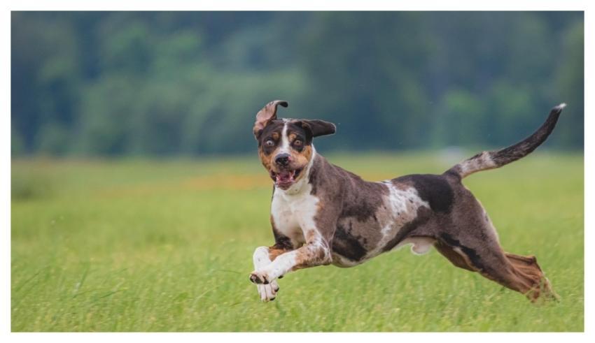Dog Running Beautiful Field