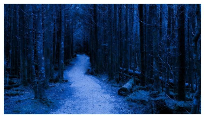 Forest Night Trees Spooky