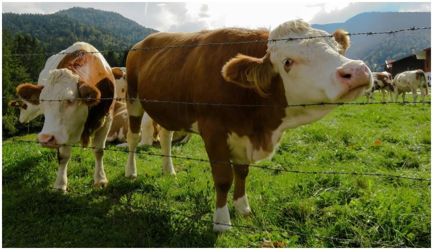 Brown and white cows grazing in a lush mountain pa