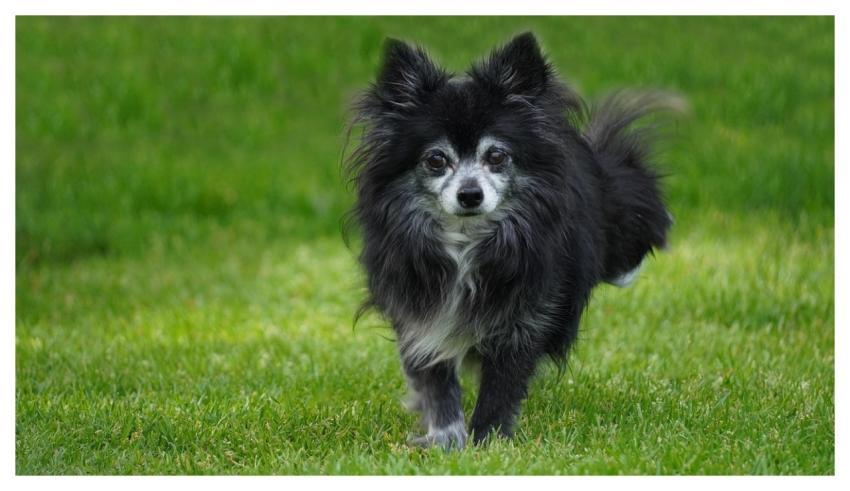 Chihuahua Dog Animal Man's Best Friend