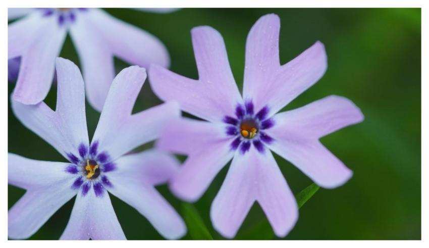 Purple Beautiful Wallpaper Flowers 4K Wallpaper