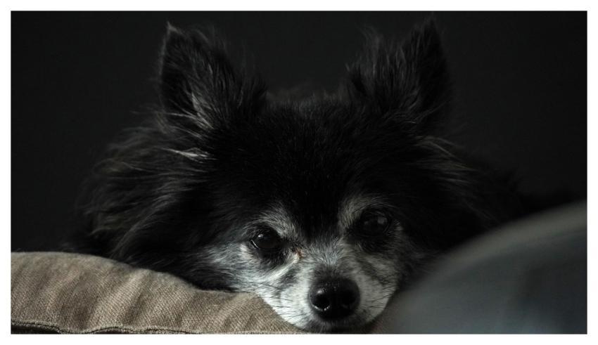 Chihuahua Nature Dog Animal