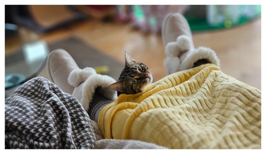 Cat Kitten Tabby Pet