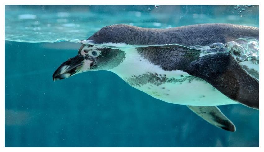 Penguin Bird Animal Zoo