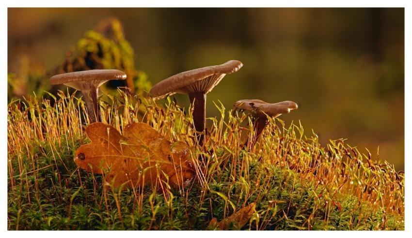Mushroom Moss Forest Fall