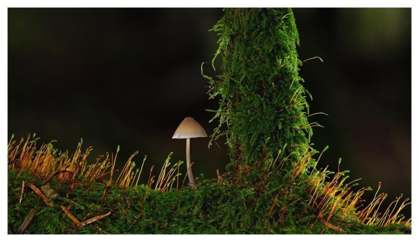 Mushroom Small Mushroom Nature Moss