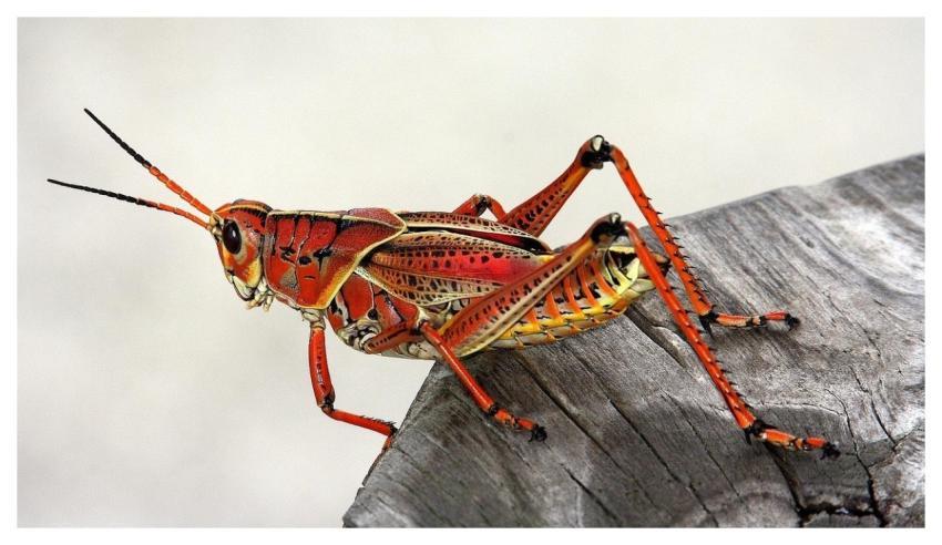 Grasshopper Insect Red Animal