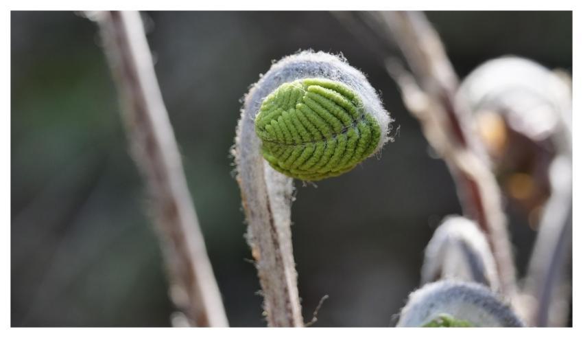 Hump Nature Plant Bracken