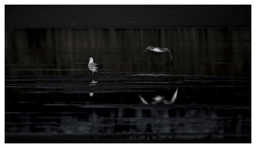 Bird Gull Seagull Ornithology