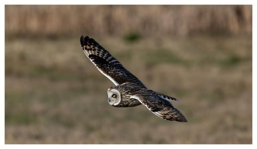 Short-Eared Owl Owl Bird Nature