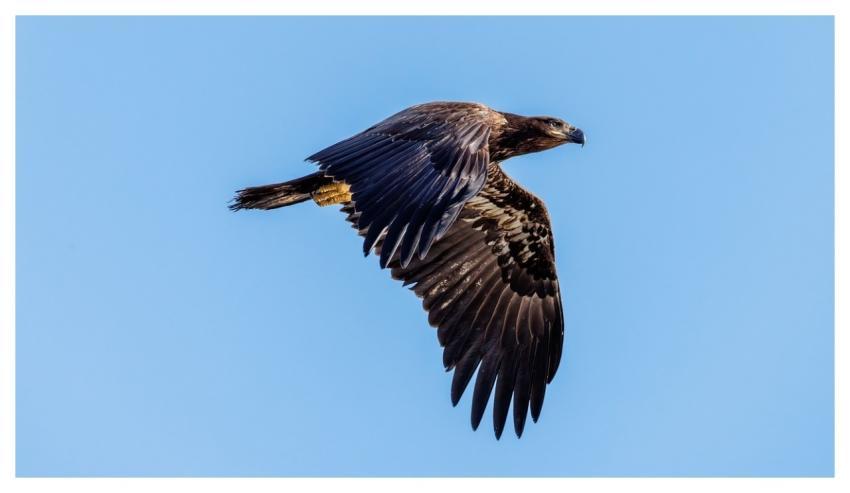 Bald Eagles Nature Wildlife Avian