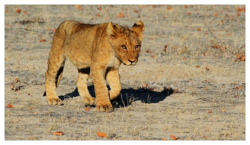 Lion Cub Feline Animal