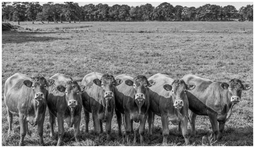 Monochrome image of a cow herd standing on a rural