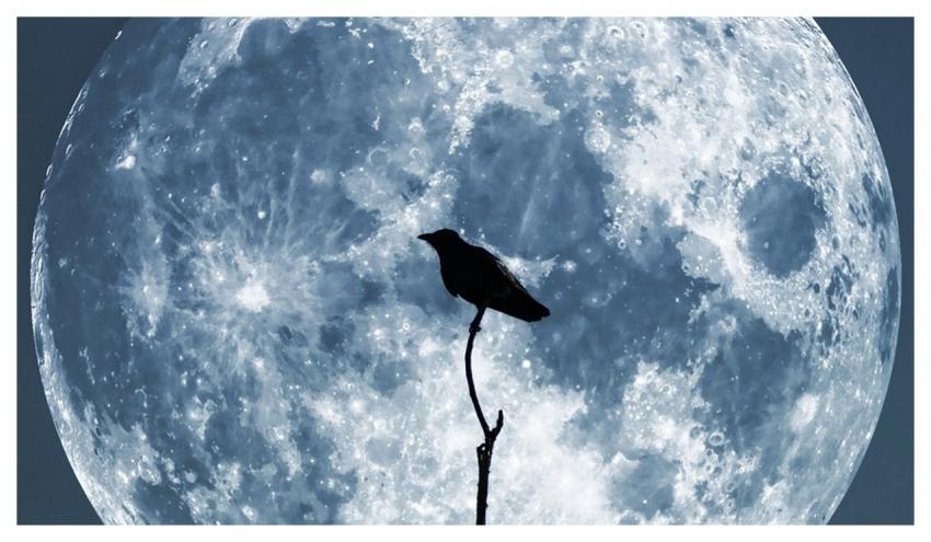 Moon Blue Sky Nature Crow