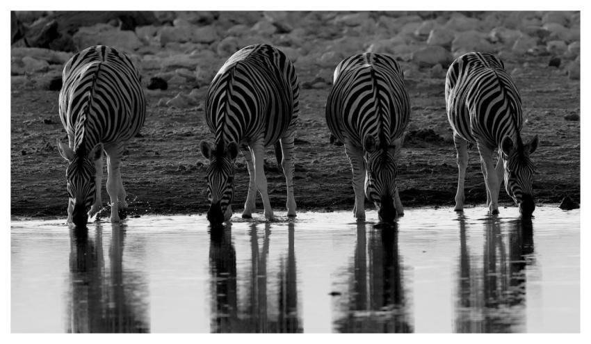 Zebra Nature Africa Wildlife