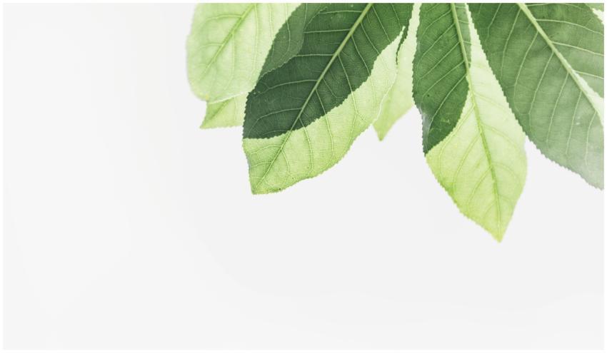 Vibrant fresh green leaves on a branch against a b