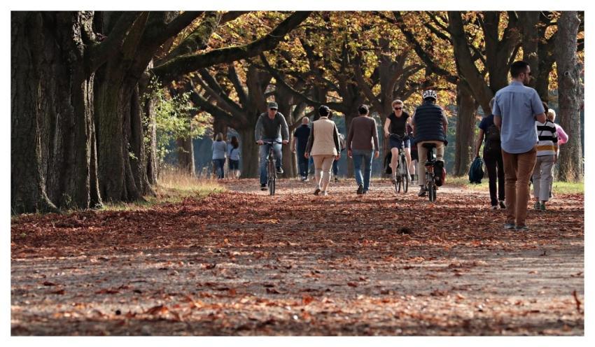 Autumn Park Outdoors Nature