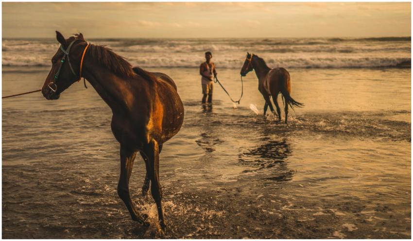 A man leads horses through the ocean waves at suns