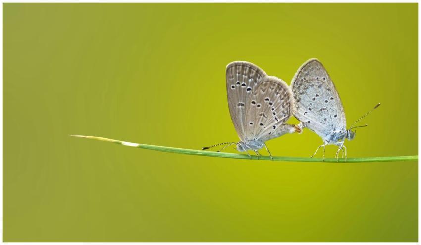 Two butterflies rest delicately on a blade of gras