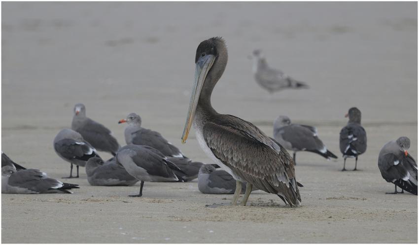 Brown Pelican Seagulls Cannon