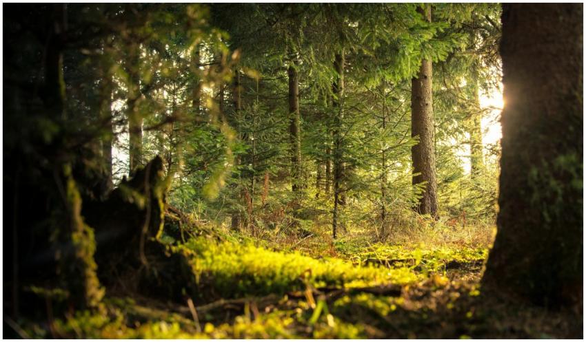 Explore the peaceful coniferous forest of Zagorje