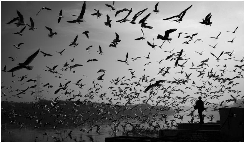 A dramatic silhouette of birds flying over a river