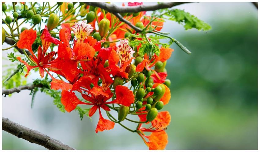 Close-up of vibrant red and orange flowers in full