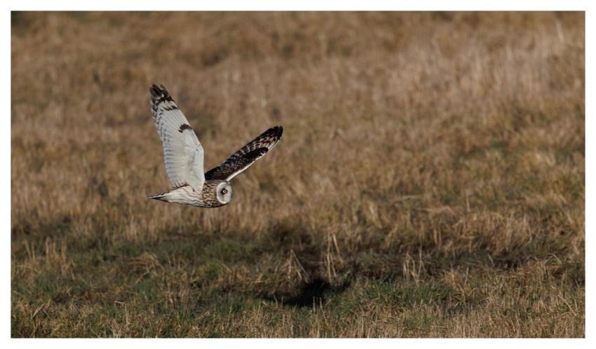 Short-Eared Owl Owl Bird Nature